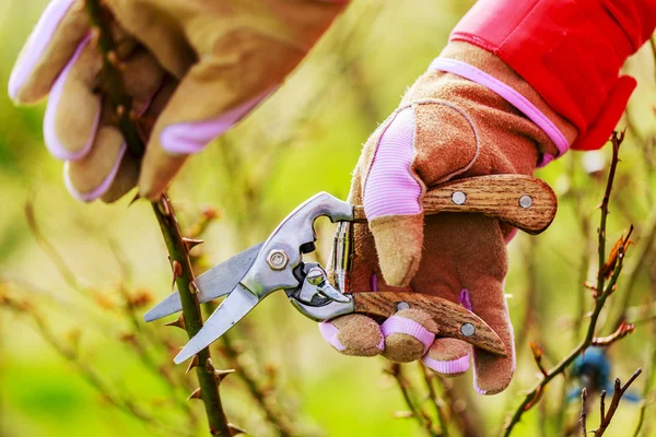 Våren beskärning av rosor — Stockfoto