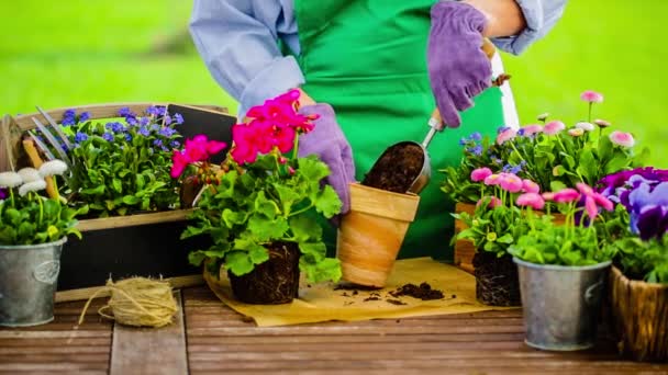 Work in the garden, planting pots — Stock Video