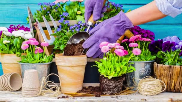 Arbeiten im Garten, Töpfe pflanzen — Stockvideo