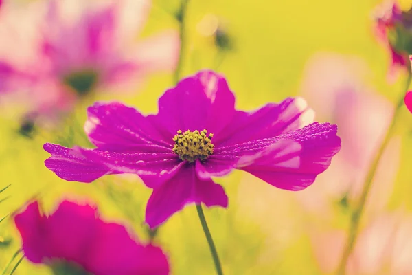 Cosmos flores — Fotografia de Stock