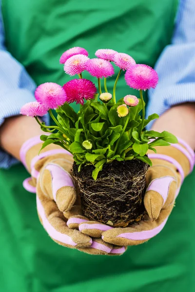 Gardening, Planting flowers — Stock Photo, Image