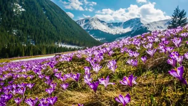 Våren krokusar i Tatrabergen, Polen — Stockvideo