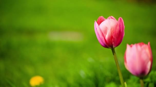 Tavaszi tulipán a kertben — Stock videók