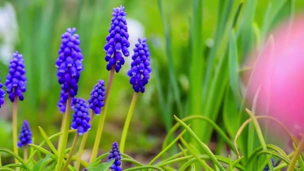 Vårblommor i trädgården — Stockvideo