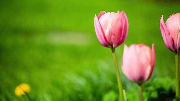 tulipány jaro v zahradě