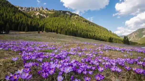 Spring crocuses in Tatra Mountains, Poland — Stock Video