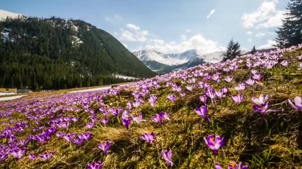 Spring crocuses in Tatra Mountains, Poland — Stock Video