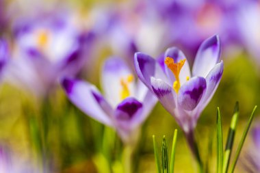 Crocuses in the Tatra Mountain, first springtime flowers clipart