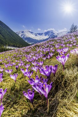  Bahar çiğdemler Tatra Dağları, Polonya