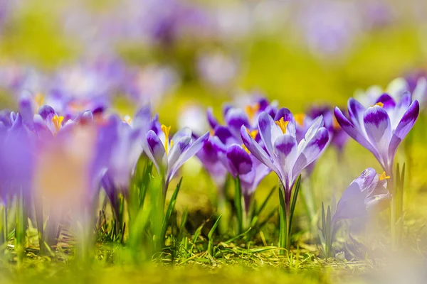 Crocuses in the Tatra Mountain, first springtime flowers — Stock Photo, Image