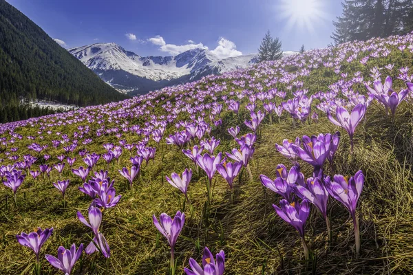 春番红花在塔特拉山，波兰 — 图库照片