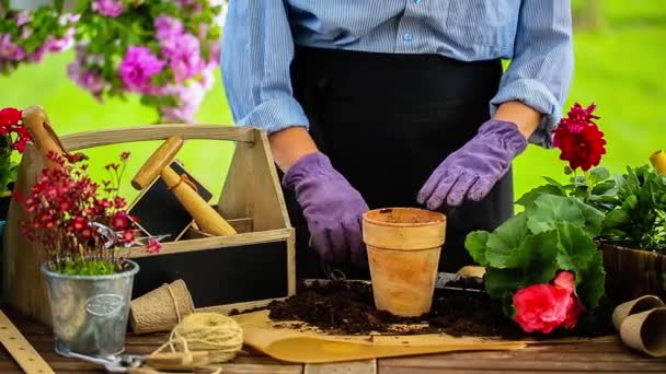 Work in the garden, planting pots — Stock Video