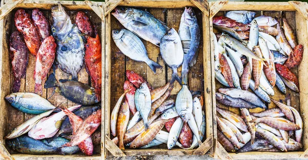 Pescado fresco en un mercado de un puerto mediterráneo — Foto de Stock