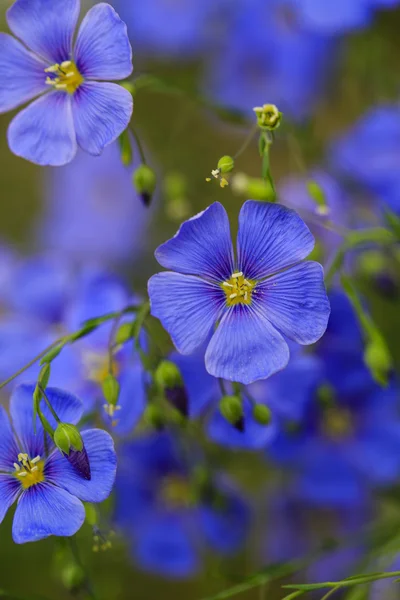 Blue flax flowers — Stock Photo, Image