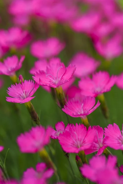 Mooie roze bloemen — Stockfoto