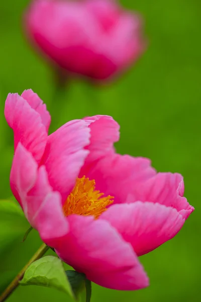 Pink peony flowers — Stock Photo, Image