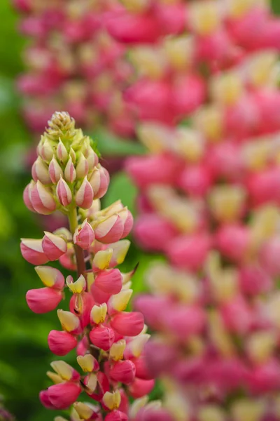 Acı bakla pembe çiçekler — Stok fotoğraf