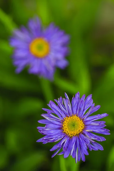 Blue Aster flowers — Stock Photo, Image