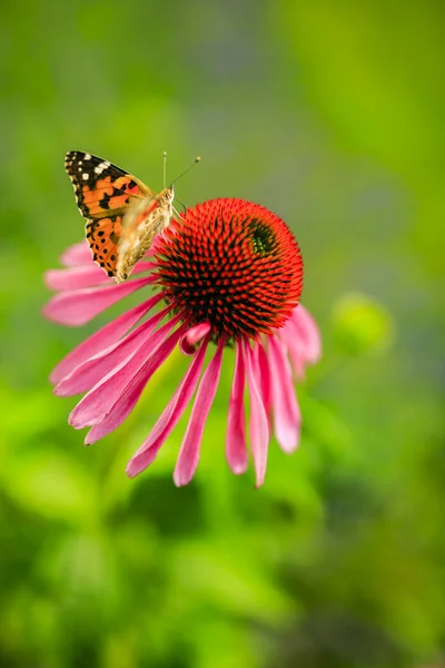 Borboleta colorida em flor — Fotografia de Stock