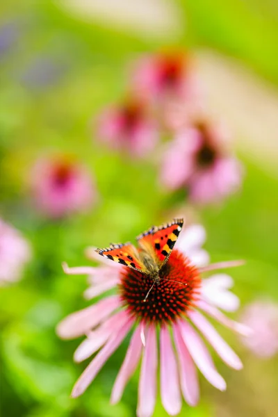 Borboleta em flor coneflower roxo — Fotografia de Stock