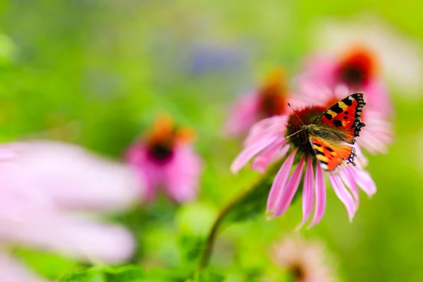 Butterfly on flower purple coneflower — Stock Photo, Image