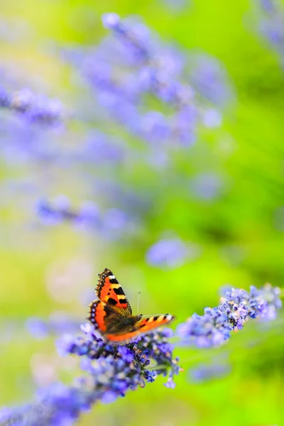 Barevný motýl na květině — Stock fotografie