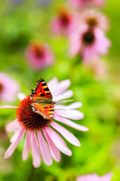 Barevný motýl na květu fialovou třapatky (Echinacea) — Stock fotografie