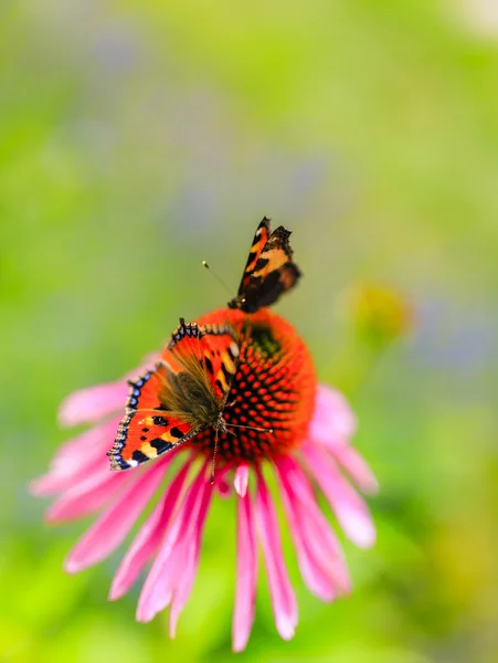 Barevný motýl na květu fialovou třapatky (Echinacea) — Stock fotografie