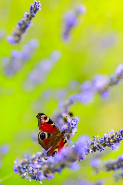 Borboleta colorida em flores de lavanda — Fotografia de Stock