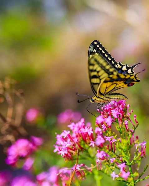 Butterfly on pink flowers — Stock Photo, Image