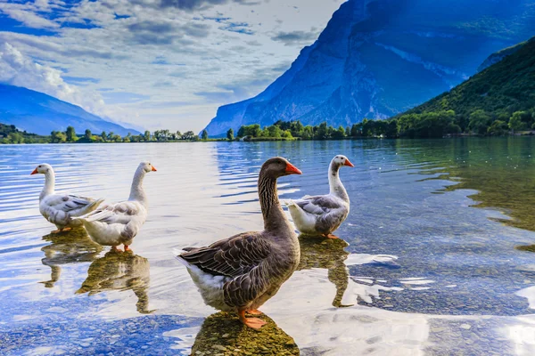 Geese on the lake di Toblino — Stock Photo, Image
