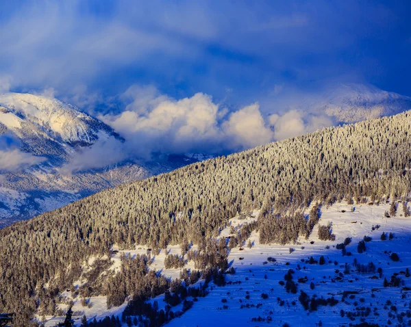 Pokryte śniegiem drzewa w szwajcarskich Alpach — Zdjęcie stockowe