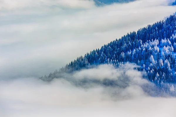 Winter landscape, snow-covered trees — Stock Photo, Image