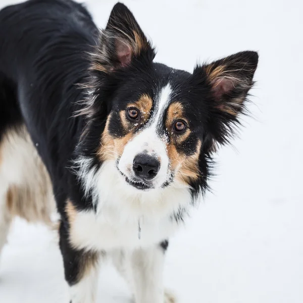 Tricolor Border Collie — Stockfoto