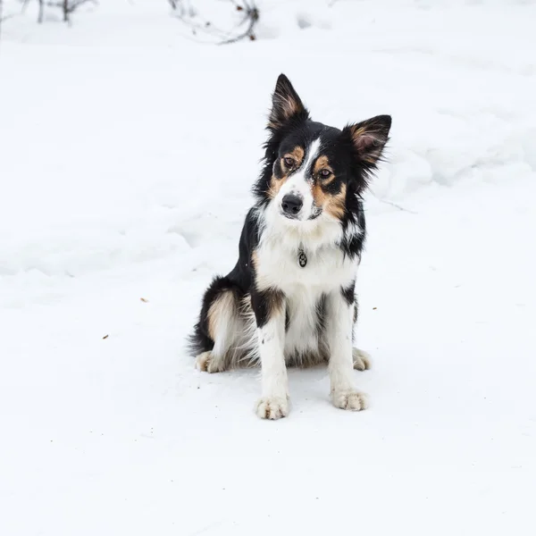 Tricolor Border Collie — Stockfoto