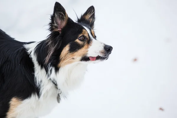 Tricolor Border Collie — Stockfoto