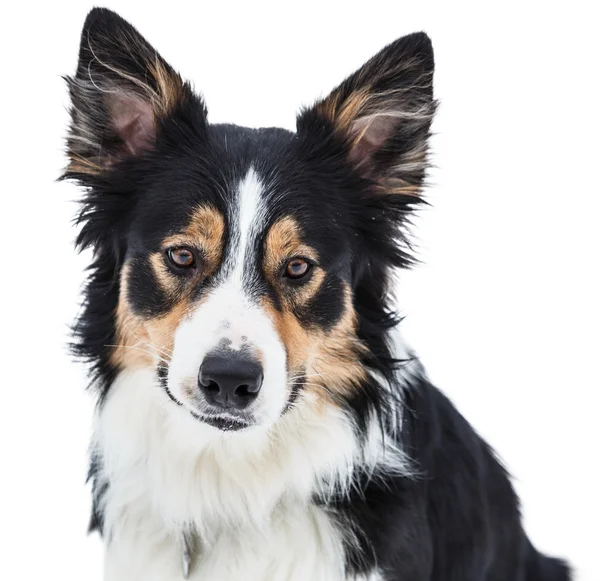 Nærbillede af en tricolor border collie - Stock-foto