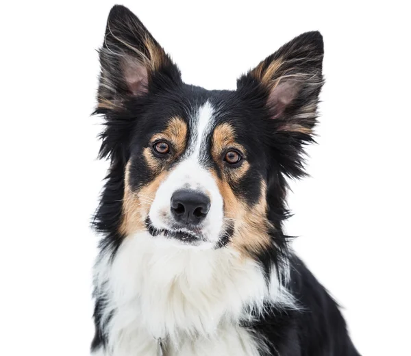 Primo piano di un collie di bordo tricolore — Foto Stock