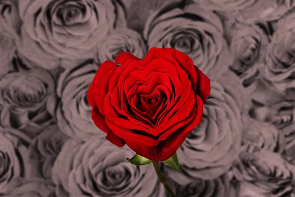 Rosa vermelha saturada tem forma de coração — Fotografia de Stock