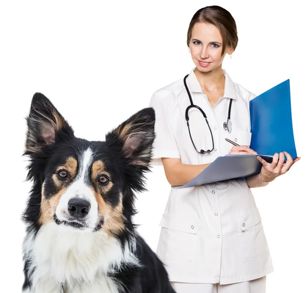 Veterinário feminino com um belo cão — Fotografia de Stock