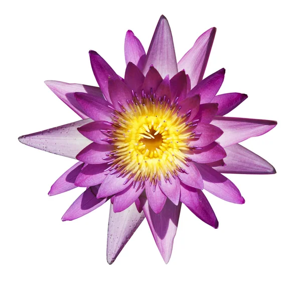 Beautiful purple waterlily or lotus flower — Stock Photo, Image