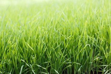 canlı yeşil çimen