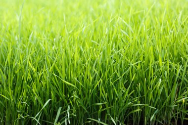 canlı yeşil çimen