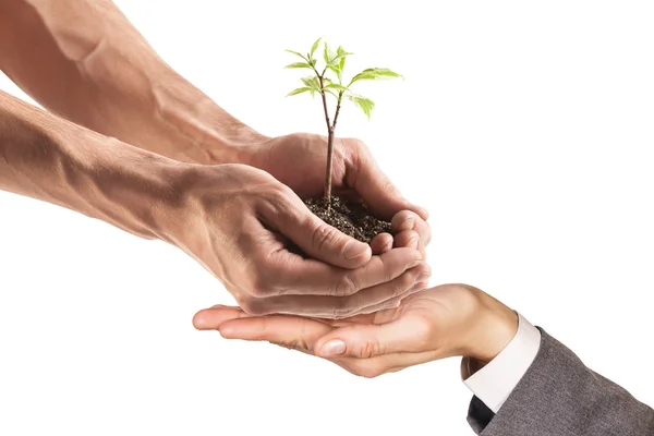 Planta joven en mano — Foto de Stock