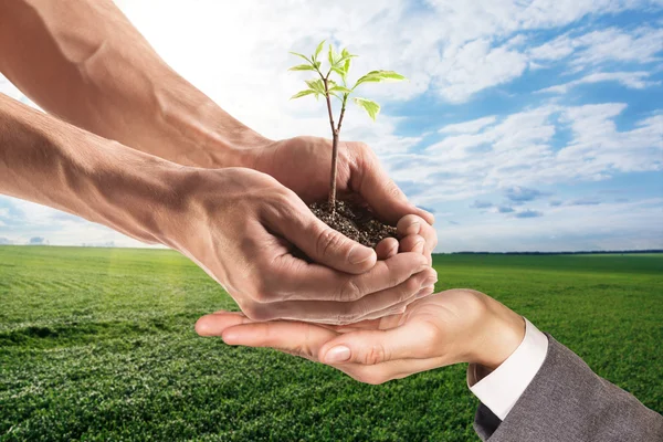 Planta joven en mano — Foto de Stock