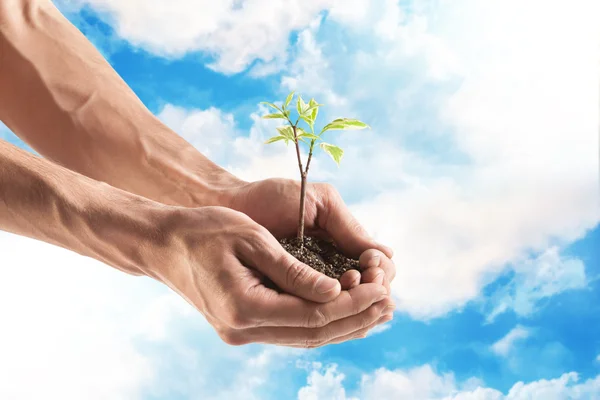 Planta joven en mano — Foto de Stock