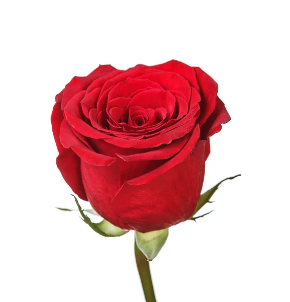 Насыщенная красная роза — стоковое фото