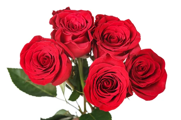 Syté červené dokonalé růže — Stock fotografie