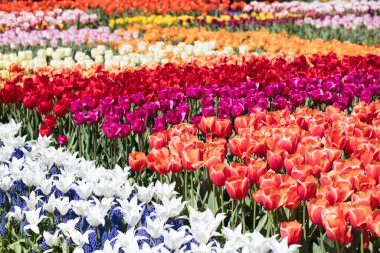 Hollanda 'daki lale çiftliği. İlkbaharda lale tarlalarıyla geleneksel Hollanda kırsal manzarası.