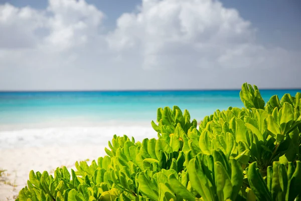 Été Barbade Vacances Exotiques Des Palmiers Eau Turquoise Ciel Bleu — Photo